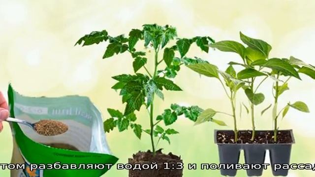 Сильная рассада. Во что пересадить рассаду. Это могла быть я но у меня рассада. Рассада. Крепкая рассада.