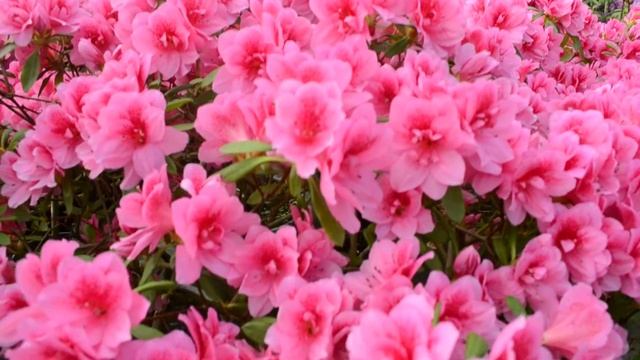 Красивые розовые Азалии Ботанический сад смотреть онлайн