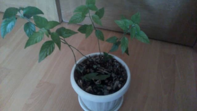 Белопероне после обрезки смотреть онлайн