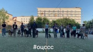 Дрессировка собак в Омске - ОЦССС