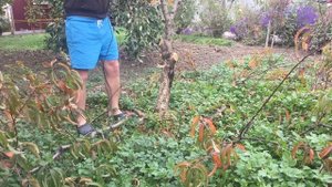 Уничтожил дерево за 3 минуты! Железный дровосек! Сабельная пила в действии!