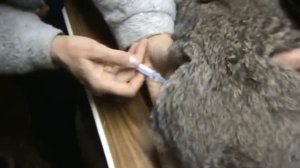 Ушной клещ у кроликов. Вакцинация Ивермектин-10