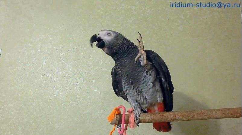 Осторожно!) -  Говорящий Попугай !