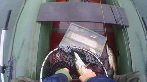 И снова рыбалка в Ленинградской области. Бокситогорский район, Забелье. Рыбные места №10