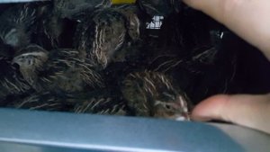 Молодняку перепела гигантский фараон один месяц. Содержание, вес птенцов, поведение. Беляш в выводк