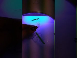 Нарцисс Авалон (без пайки) 2