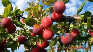 Слива обыкновенная Аленушка (prunus domestica) ? Аленушка обзор: как сажать, саженцы сливы Аленушка