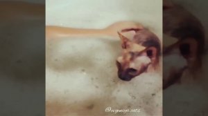 Кошка Сфинкс купается (морской котик)))