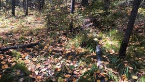 В поисках грибов. Осень. Черная сопка. Красноярск