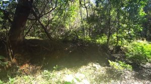 Природа Австралии - Водопады и Ядовитые Растения