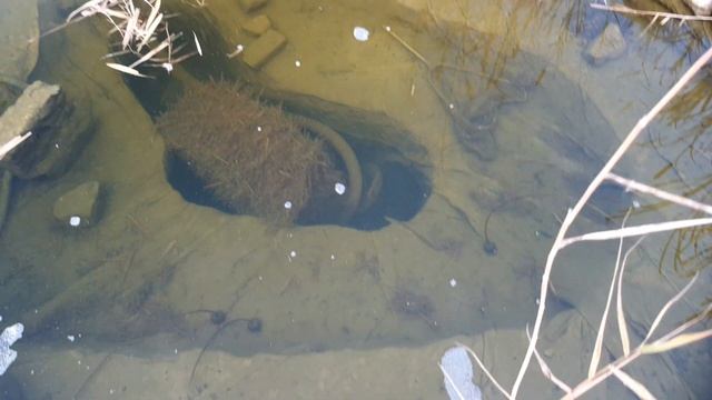 Осенний пруд с рыбой/Пруд своими руками/Пруд с биоплато смотреть онлайн
