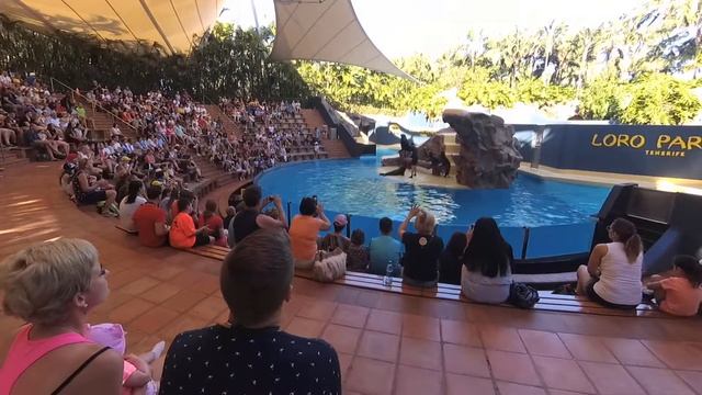 шоу морских львов смотреть онлайн