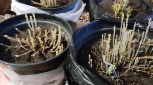 Хризантема мультифлора. Достаю из погреба, мои первые действия.