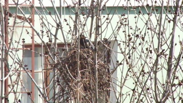 Сороки вьют гнездо 2 ч. смотреть онлайн