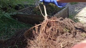 Бонсай.рябина