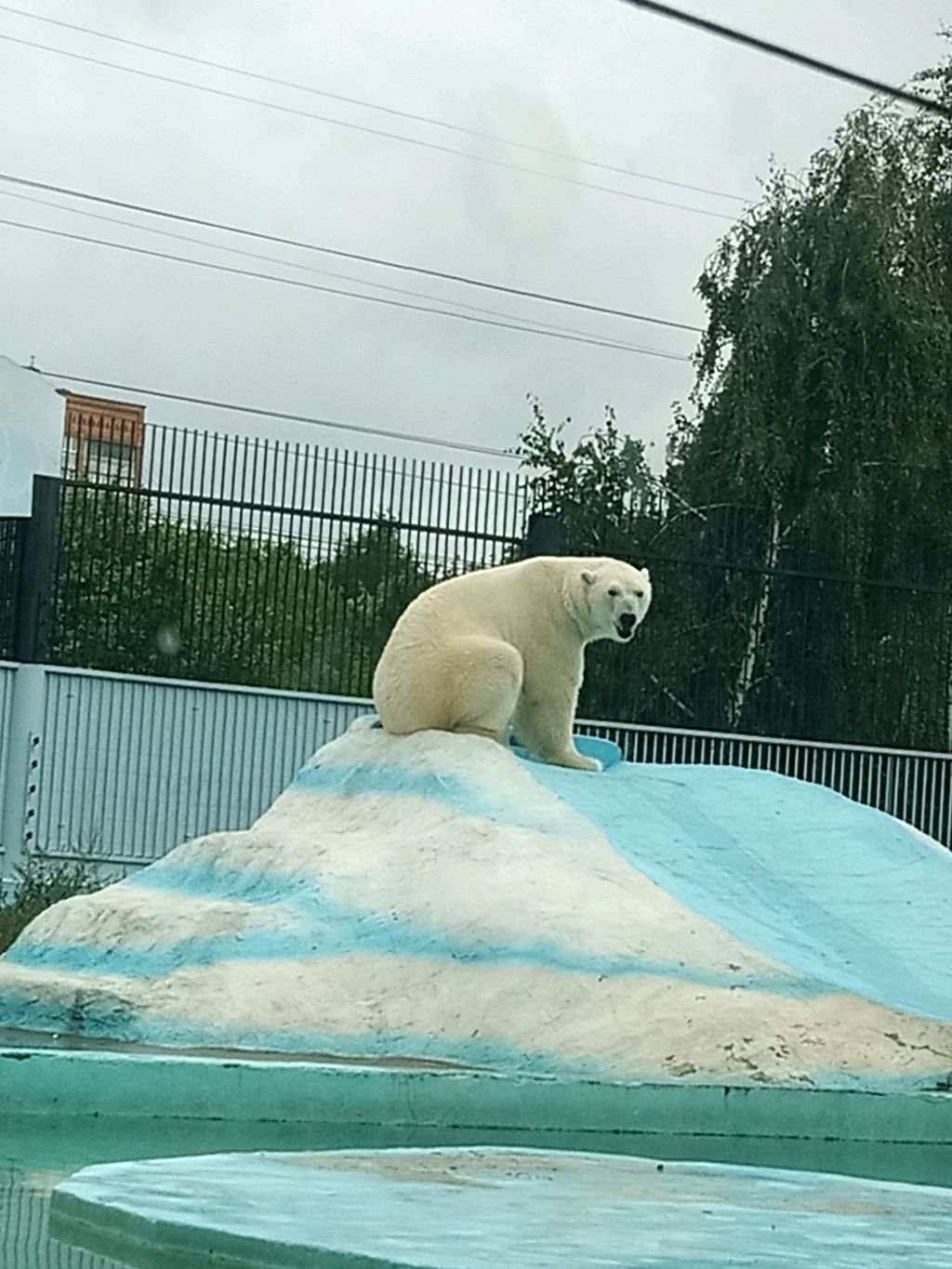 Машка черепашка