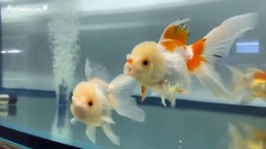 Золотые рыбки в EXOMENU (оранды красные, красно-белые и черные)