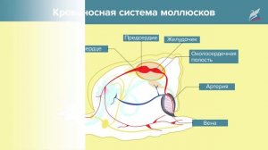 Тип Моллюски