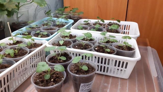 Прошел месяц после пикировки пеларгонии.Кормим удобрением с большим содержанием фосфора. смотреть онлайн