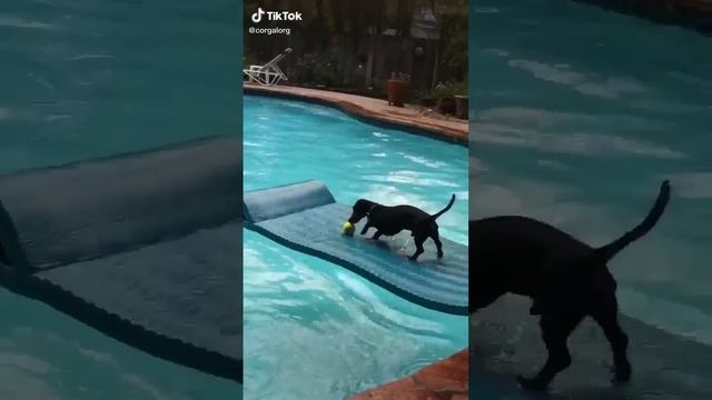 Популярное из Тик Ток: неугомонные и пушистые (49 часть) смотреть онлайн