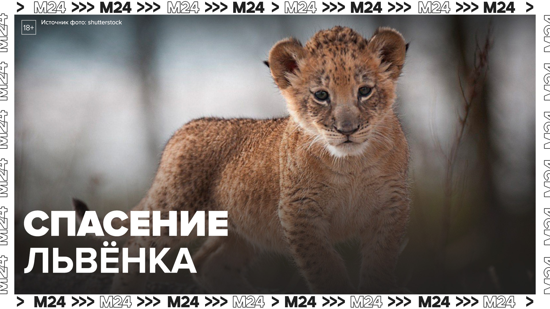 Сотрудники Росприроднадзора спасли выставленного на продажу - Москва 24