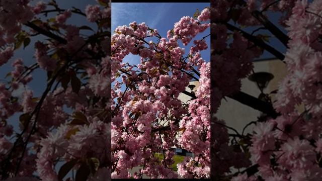 медитация на восстановление рода смотреть онлайн