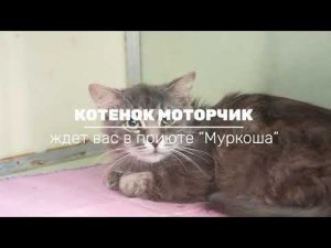 МОТОРЧИК