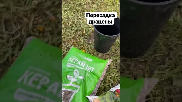 Как пересадить драцену?