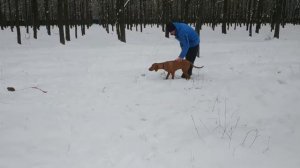 Натаска Венгерской Выжлы! Hungarian Vizsla has make training for Gun Hunt dog!