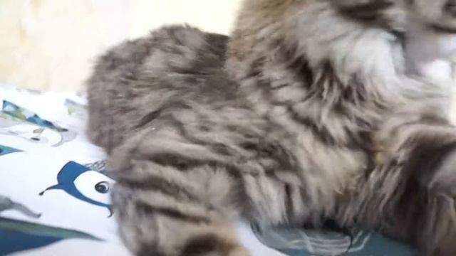 мейн кун Калерия Акбарс смотреть онлайн