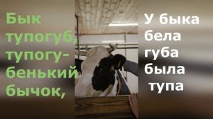 Скороговорка про быка  //  Развитие Речи и Дикции