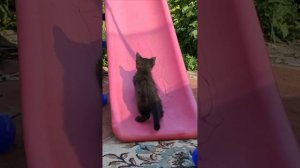 Черный котенок пытается подняться на слайд.