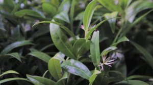 Sweet box (Sarcococca)