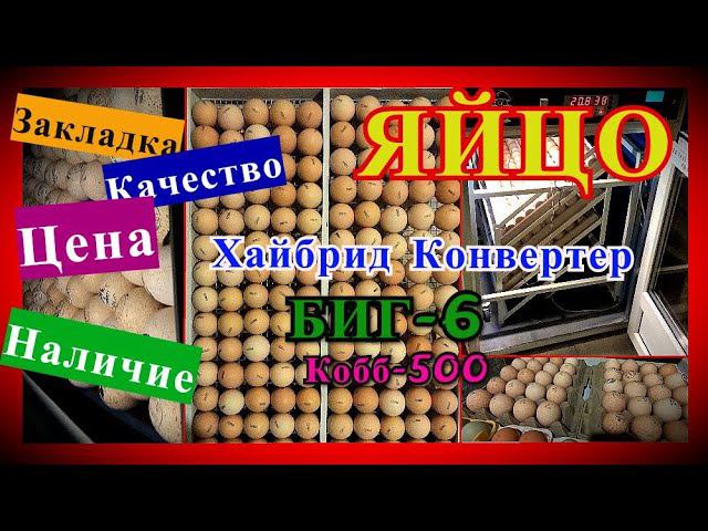 Цены и наличие импортного инкубационного яйца. Закладка Кобб-500, Хайбрид Конвертер, Биг-6