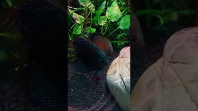 Нерест дискусов в общем аквариуме смотреть онлайн