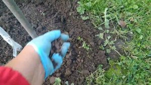 Чем подкормить яблоню осенью для будущего урожая.