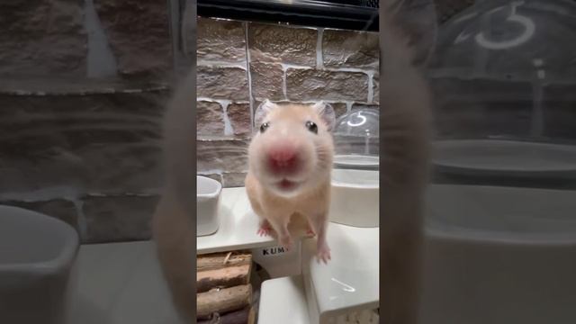 ハムスターの撮影時にカメラを追いかけてくる２【ハムスター日常撮影】次回予告付き