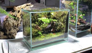 Как сделать мини террариум