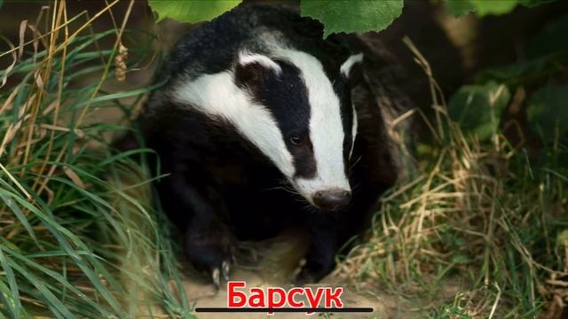 Карточки Домана Часть 2 Лесные звери! смотреть онлайн