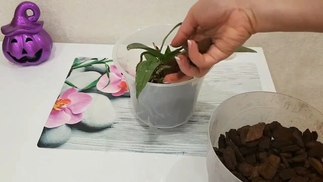 эта ПЕРЕСАДКА ОРХИДЕИ самая простая и ЭФФЕКТИВНАЯ | Orchid Phalaenopsis Su's Glad Kid 'Blue' орхиде