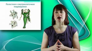 Пресноводный полип Гидра. Онлайн подготовка к ЕГЭ по Биологии.