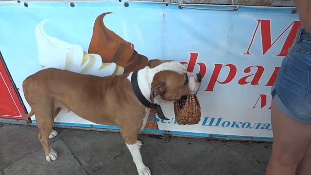 Как заработать с помощью Собак попрошаек с корзинками смотреть онлайн