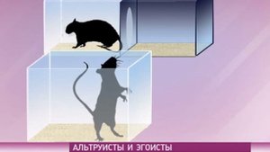 Альтруисты и эгоисты. Эксперимент на крысах.