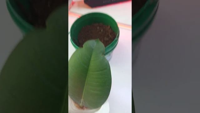 лист фикуса пустил корень смотреть онлайн