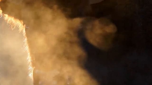 Зубры и мороз | Film Studio Aves смотреть онлайн