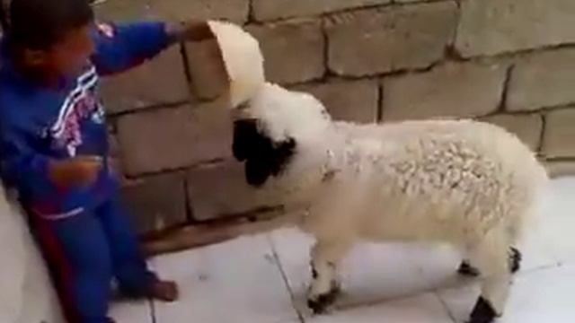 Барашек избивает мальчика смотреть онлайн