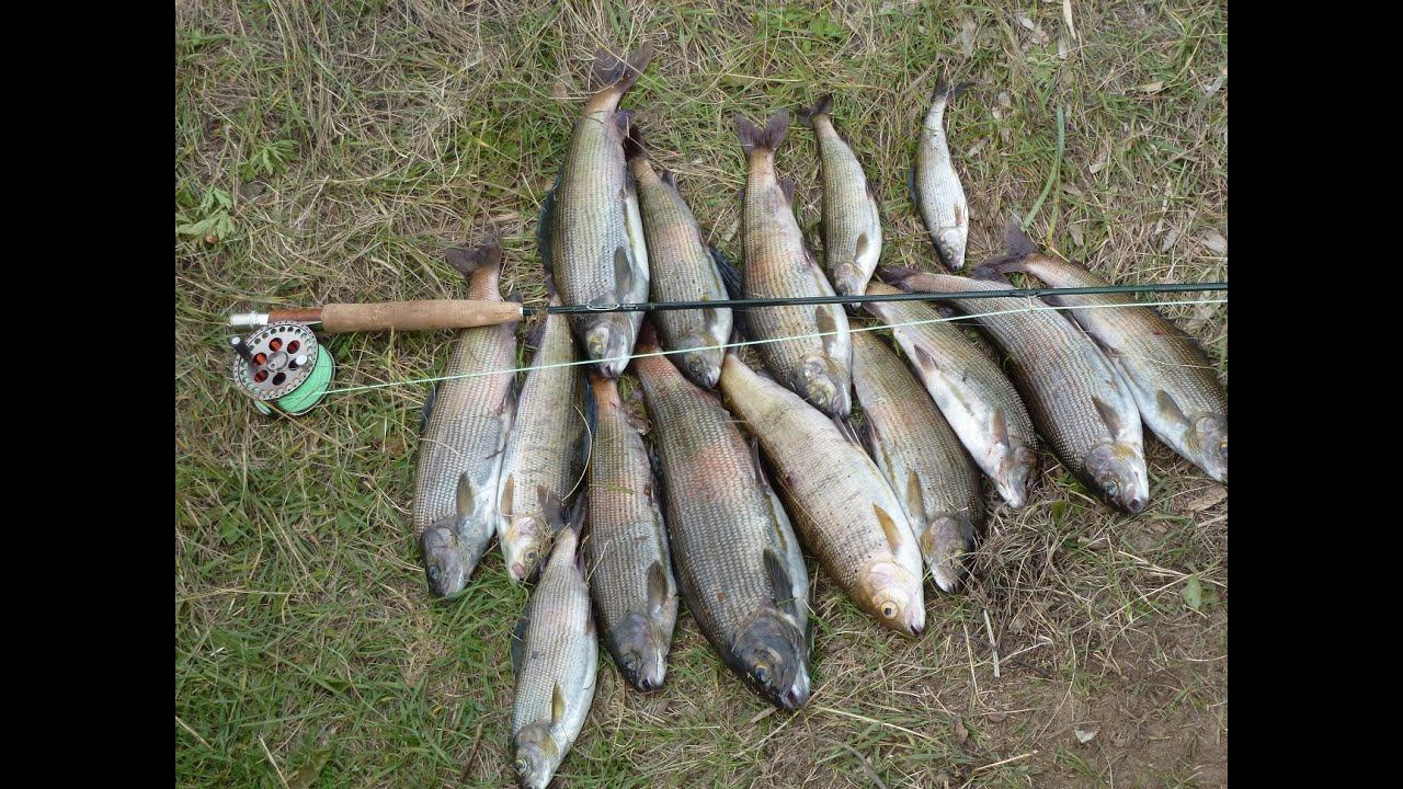 Рыбалка на Ангаре 2012 год смотреть онлайн