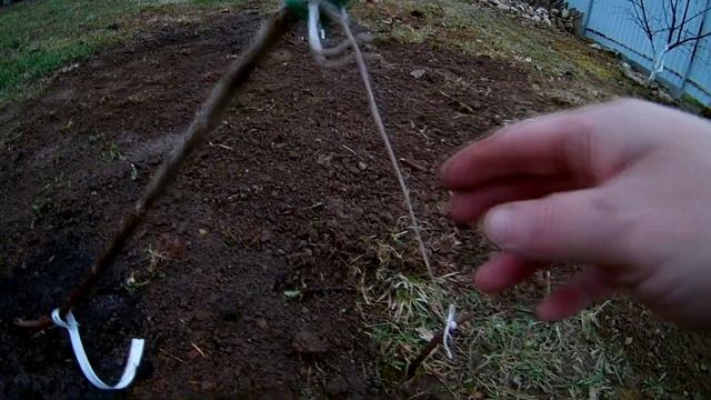 Сажаю черешню формировка UFO,проверим как это растёт в средней полосе. смотреть онлайн