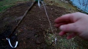 Сажаю черешню формировка UFO,проверим как это растёт в средней полосе.