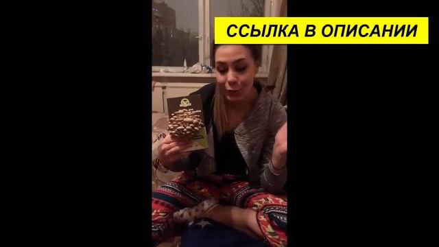 выращивание грибов в домашних условиях круглый год